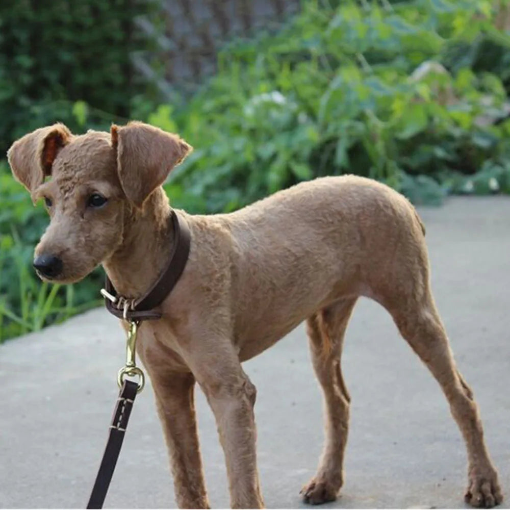 static/picture/Medium-and-Small-Dog-Collar-Genuine-Leather-Dog-Collar-Adjustable-Soft-Brown-Real-Leather-Puppy-Collar.jpg